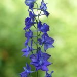 Ралица обикновена, зли етърви - Delphinium consolida L.  ( Consolida regalis S. F. Gray)