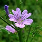 Слез горски, камиляк, камбулеш - Malva sylvestris L.