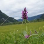 Ранилист лечебен, хайдушка билка, рошовина, червен вятър - Betonica officinalis L. [Stachys officinalis (L.) Trev.]