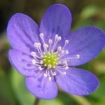 Потайниче, гълъбови очи, страшниче - Anemone hepatica L. (Hepatica nobilis Mill.)