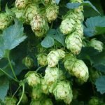 Хмел, горец - Humulus lupulus L.