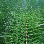 Хвощ полски, прешлица, конска опашка - Equisetum arvense L.