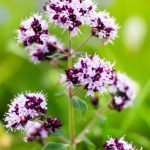 Риган, балкански чай, черновръхче - Origanum vulgare L.