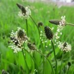 Теснолист живовляк - Plantago lanceolata L.
