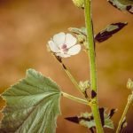 Ружа лечебна, бяла ружа, бял слез - Althaea officinalis L.