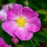 Роза маслодайна, трендафил: Rosa gallica L. var. damascena - червена казанлъшка роза, Rosa alba L. - бяла казанлъшка роза