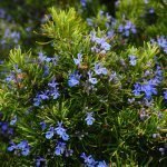 Розмарин, бабин косъм - Rosmarinus officinalis L.