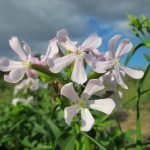 Сапунче лечебно, белонога, пенявец - Saponaria officinalis L.