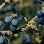Трънка - Prunus spinosa L.