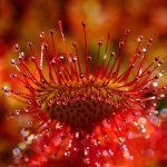 Росянка кръголистна - Drosera rotundifolia L.