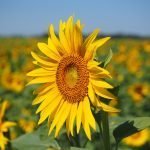 Слънчоглед - Helianthus annuus L.