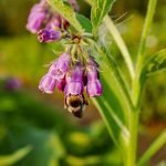 Чер оман, зарасличе, чер корен - Symphytum officinale L.