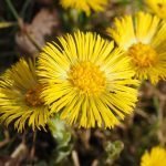 Подбел, марта - Tussilago farfara L.