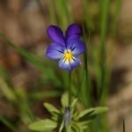 Трицветна теменуга, дива любика, кокорче, любичина, шарена теменуга - Viola tricolor L.