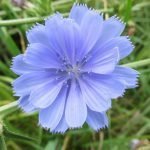 Синя жлъчка, бърдоква, свинок, синя млечка - Cichorium intybus L.
